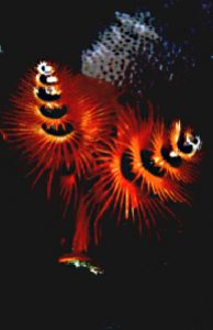 Image taken in Sipadan in 1998. Nikon F90x in Aquatica Ho... by Len Deeley 